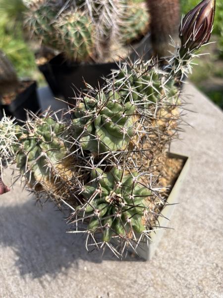 Echinocereus hempelii